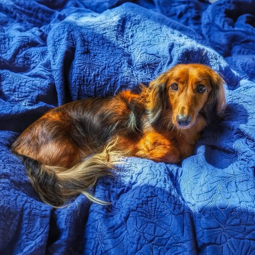 Afternoon rest for your dog