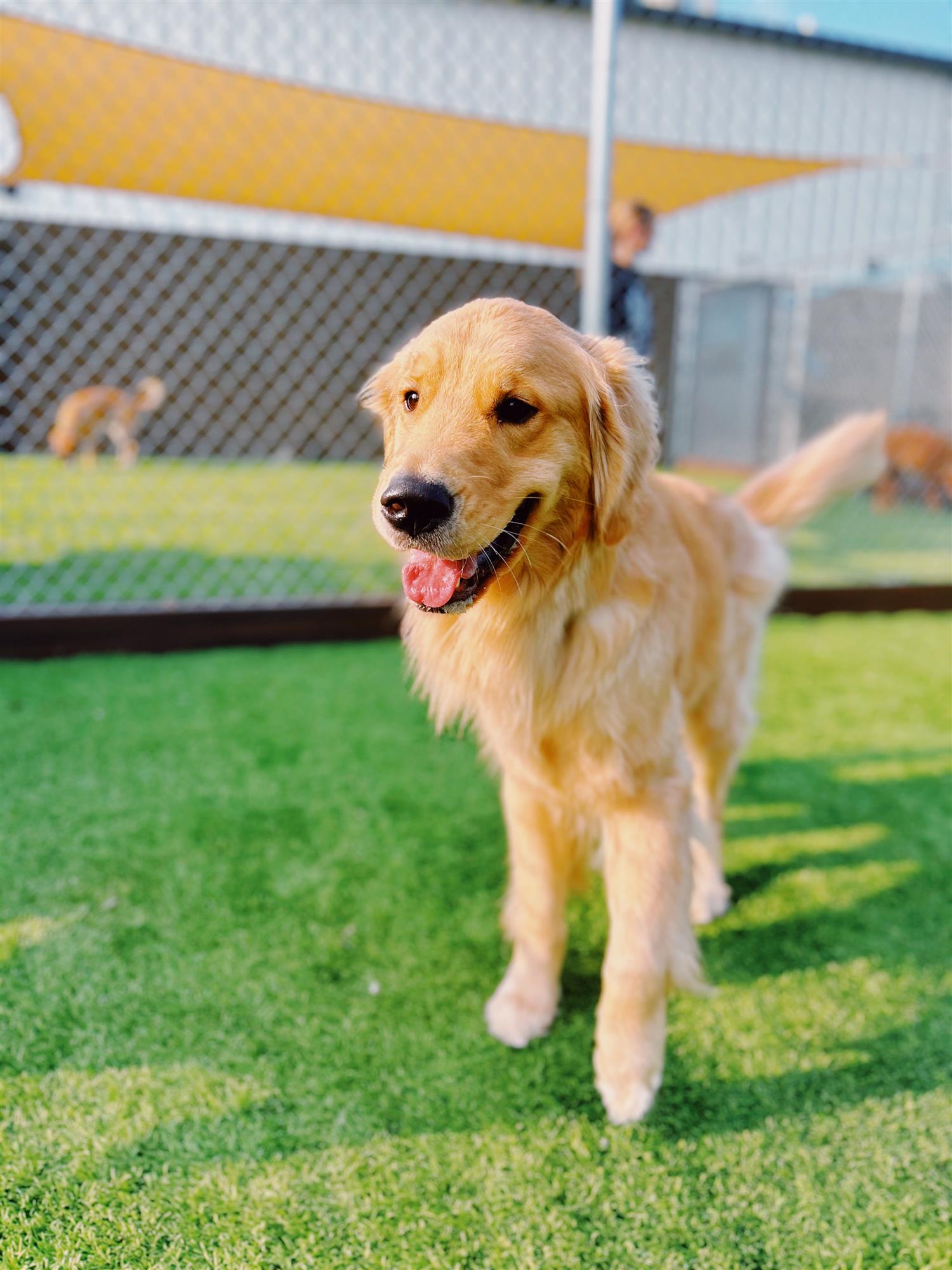 Dog enjoying outdoor time