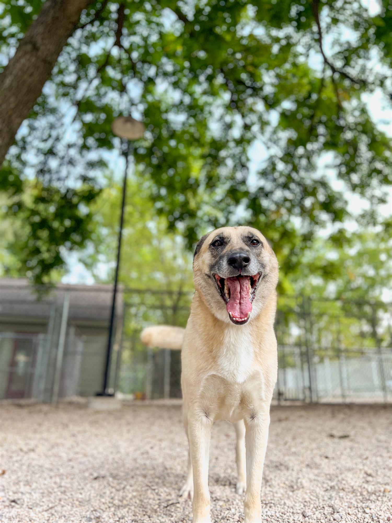 Cute pup enjoying playtime at SkyDance