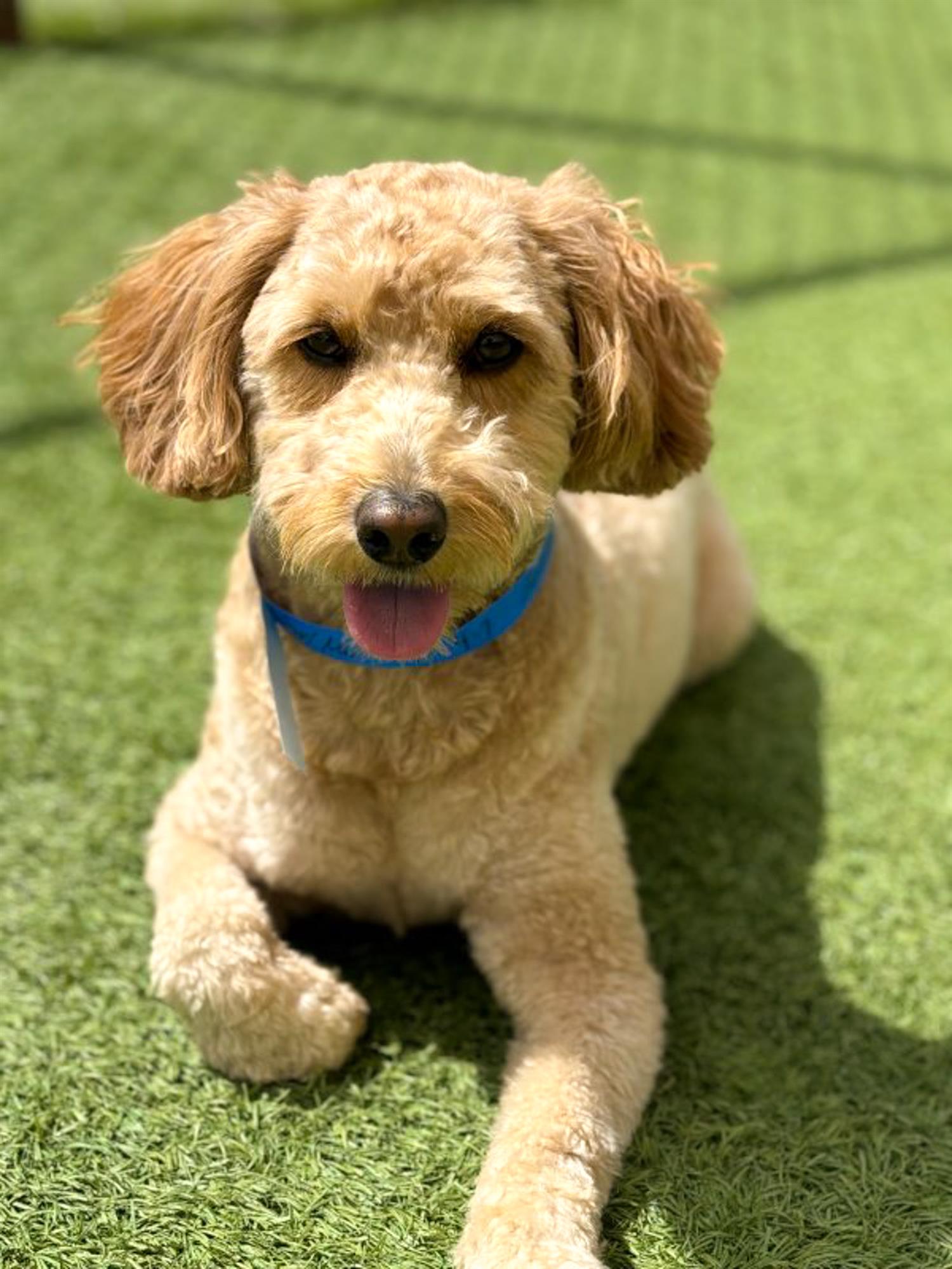 Dog getting his portrait taken