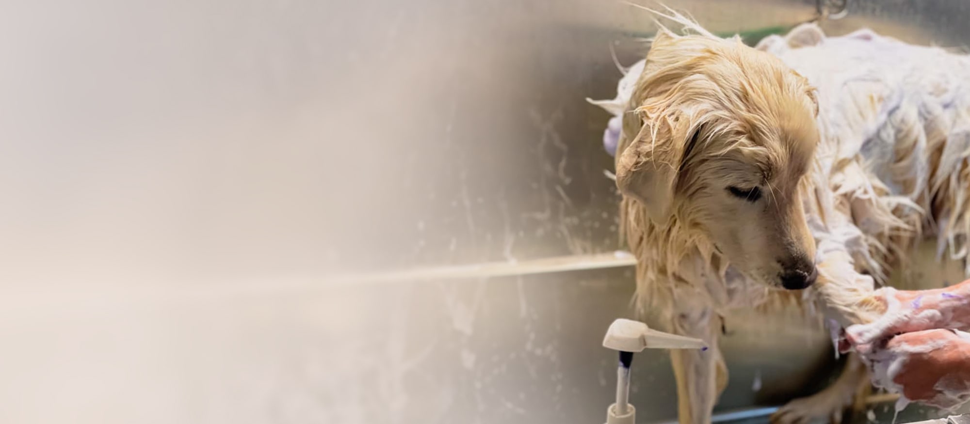 Dog getting a thorough grooming service