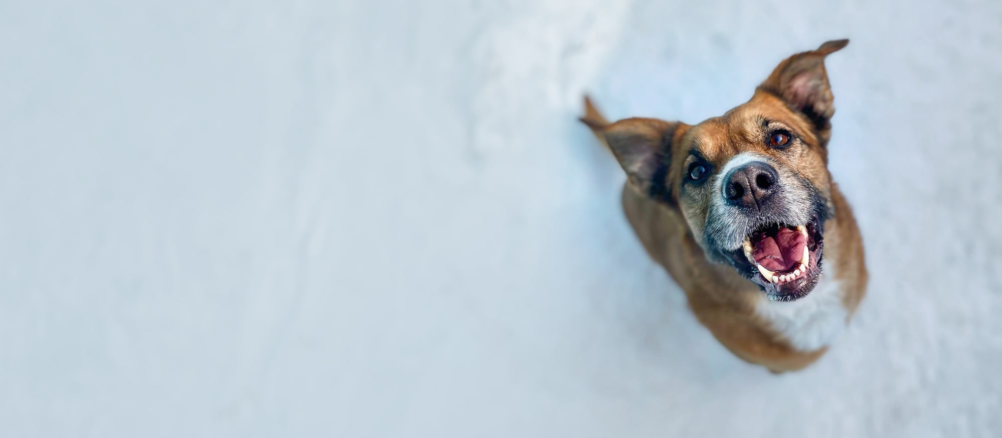 Dog playing in the Wisconsin snow