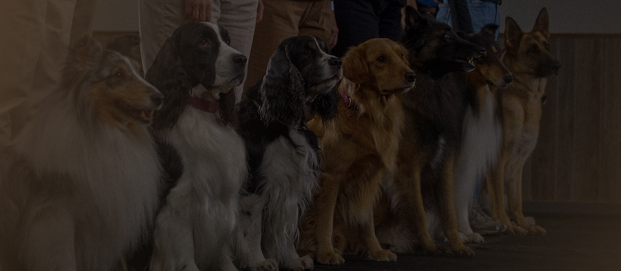 Dogs lined up at group training class