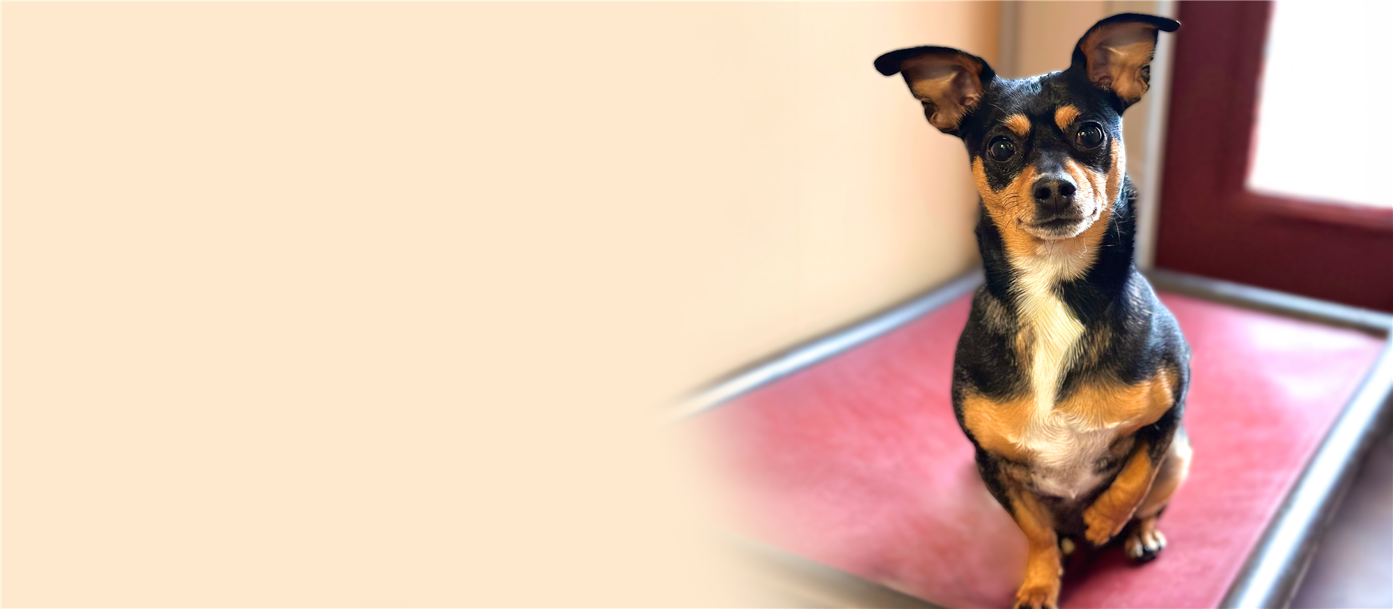 Dog with a suitcase ready to pack for boarding at SkyDance