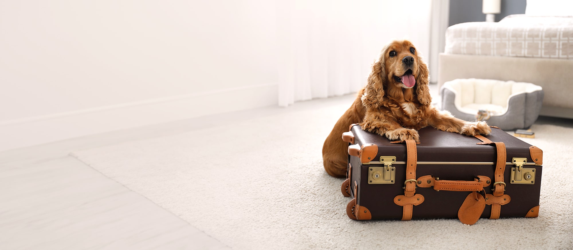 Dog with a suitcase ready to pack for boarding at SkyDance