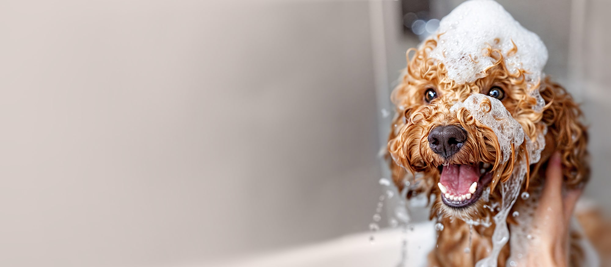 Dog bubble bath products