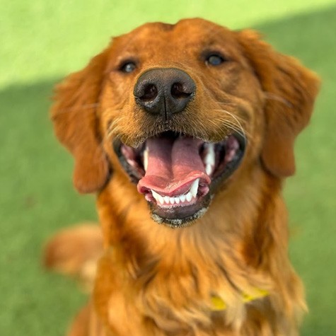 Smiling dog during Pup-arazzi