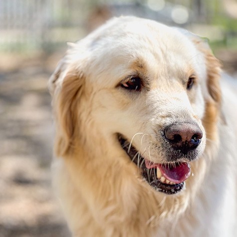 Dog getting his portrait taken