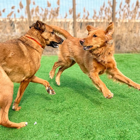 Two dogs playing for physical and metal fitness