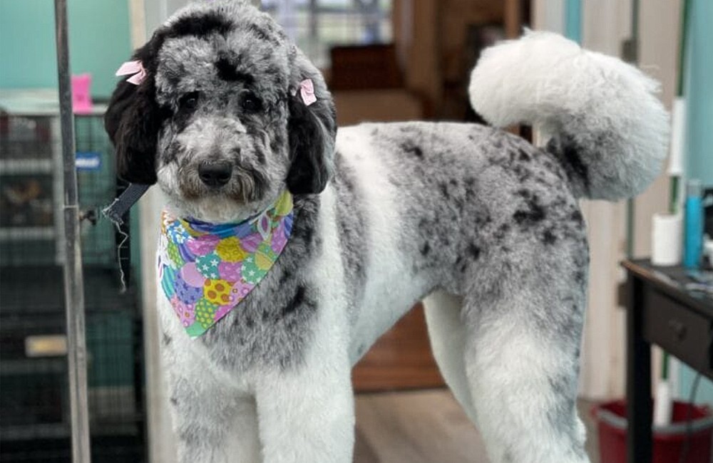 Dog after grooming service with accessories
