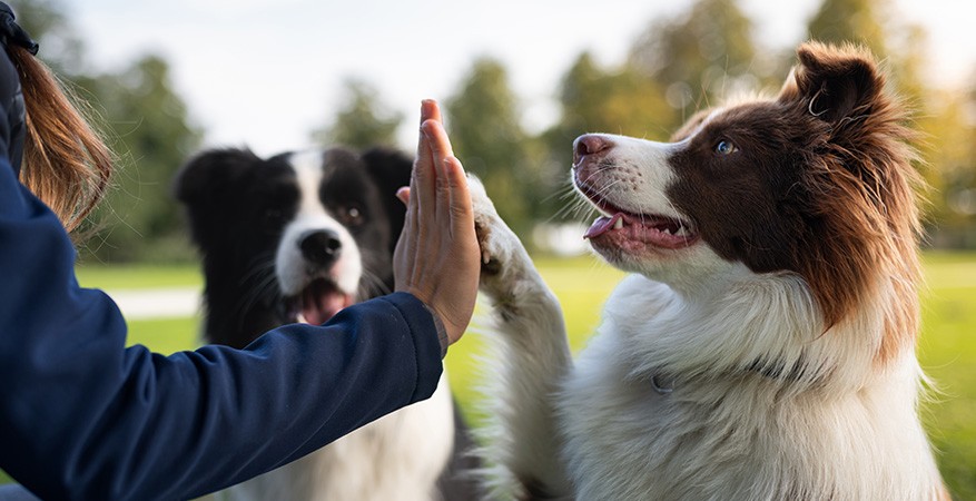 High five with a dog