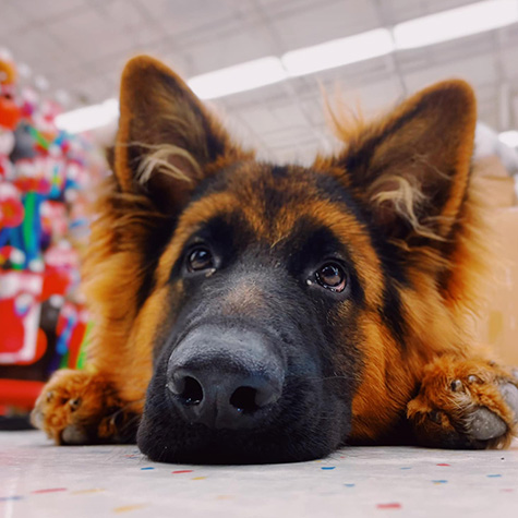 Dog obedience class in Dousman WI