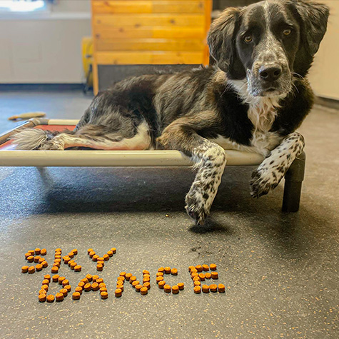 Local puppy socialization class in Dousman