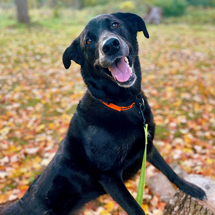 Canine confidence building courses