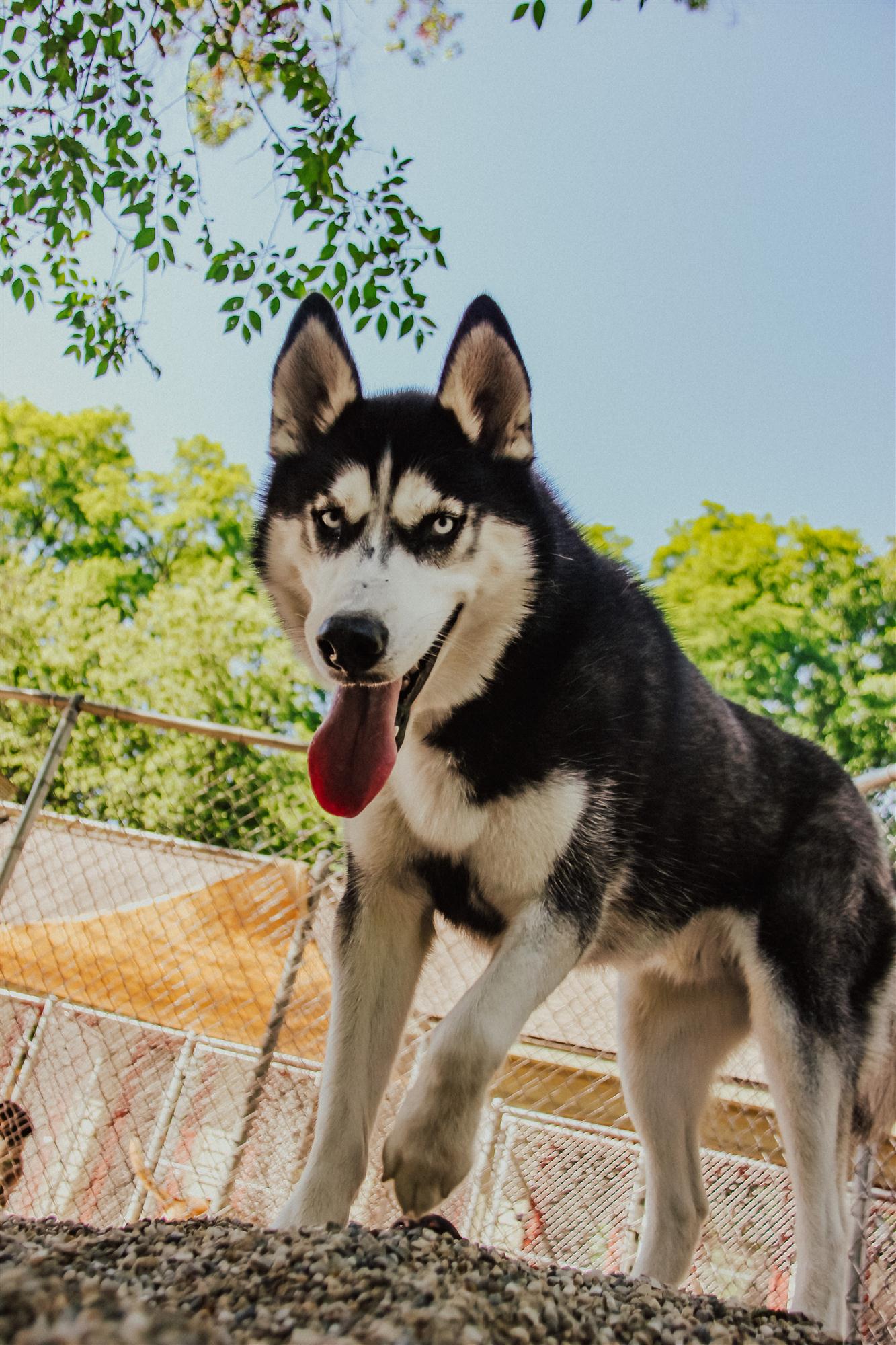 Smiling dog during Pup-arazzi