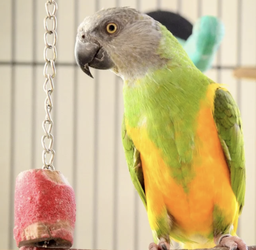 Bird guest enjoying their stay!