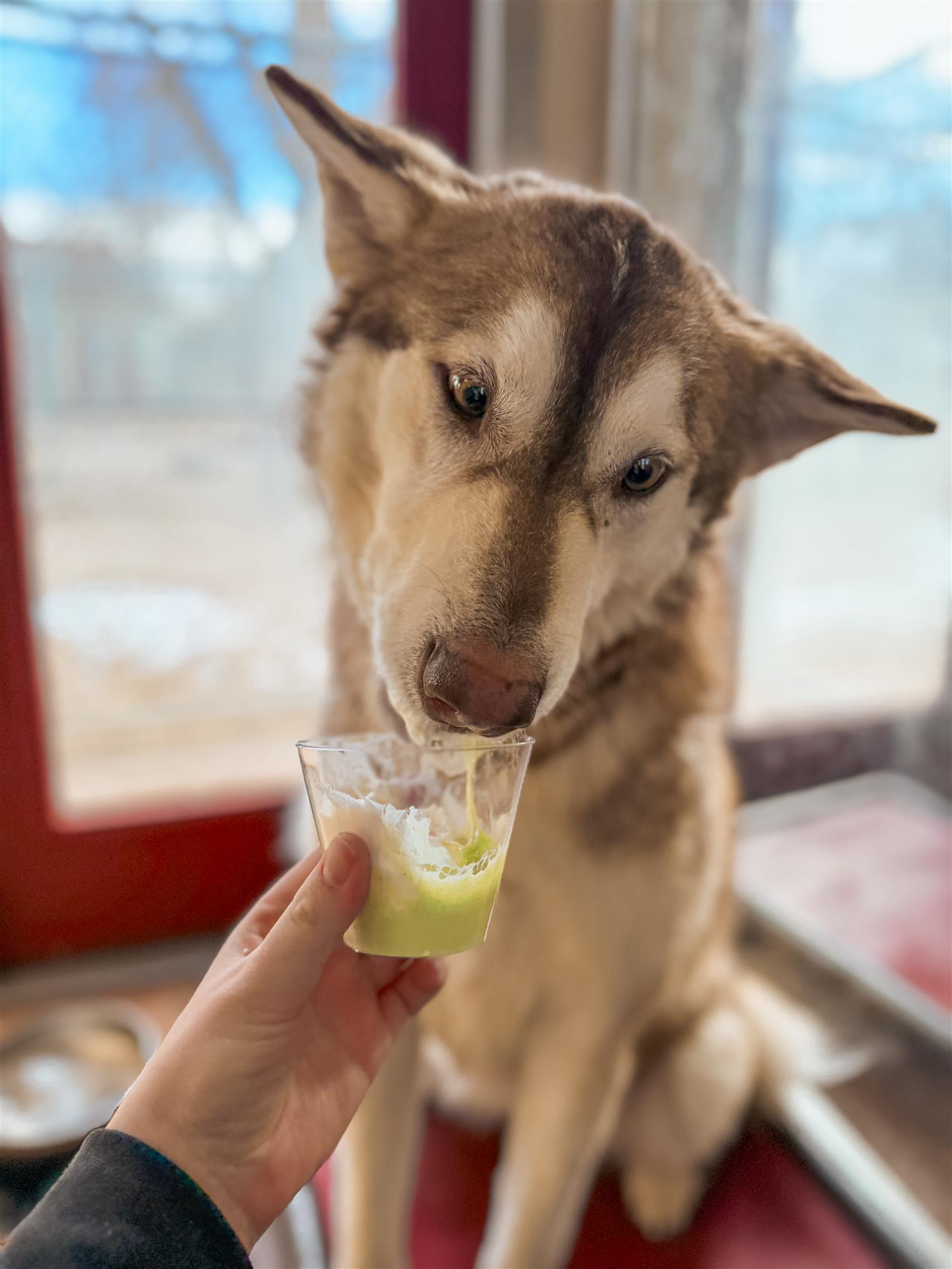 Dog enjoying a treat at SkyDance