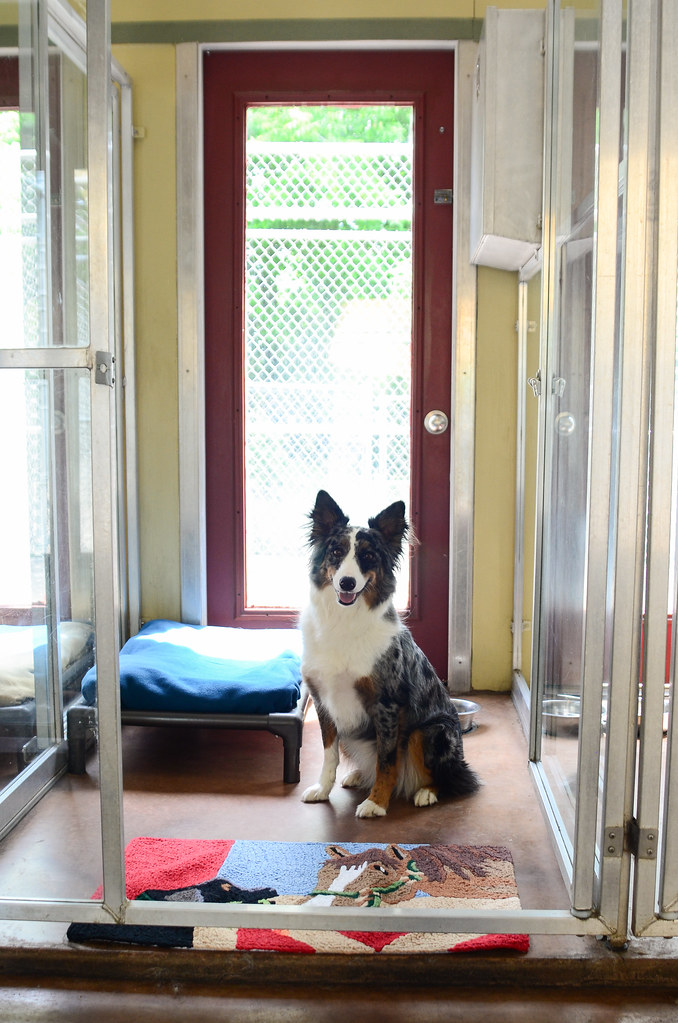 Cute dog showing off their room at SkyDance