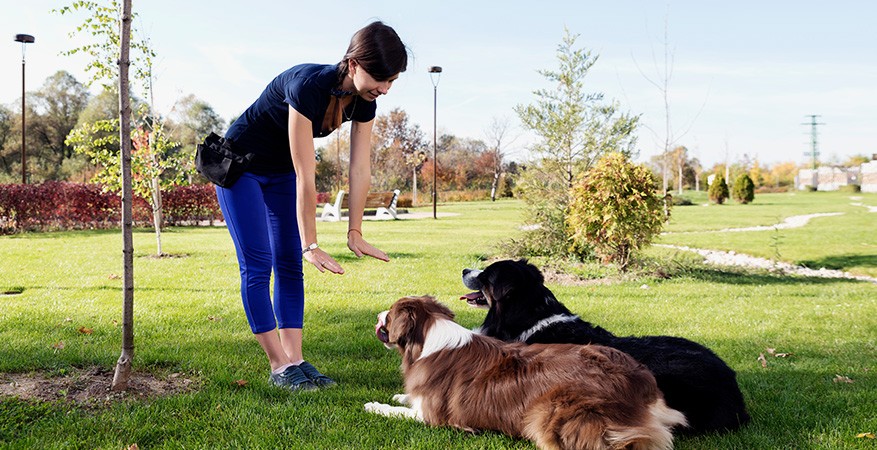 Teaching two dogs to get along