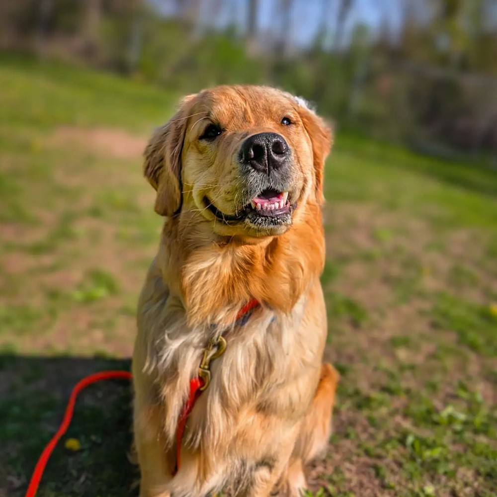 Happy pup enjoying time outside