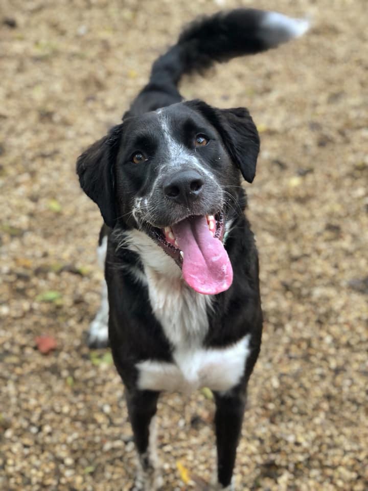 happy groomed dog