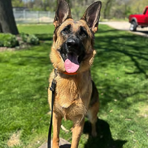 Daytime obedience training for dogs in Dousman