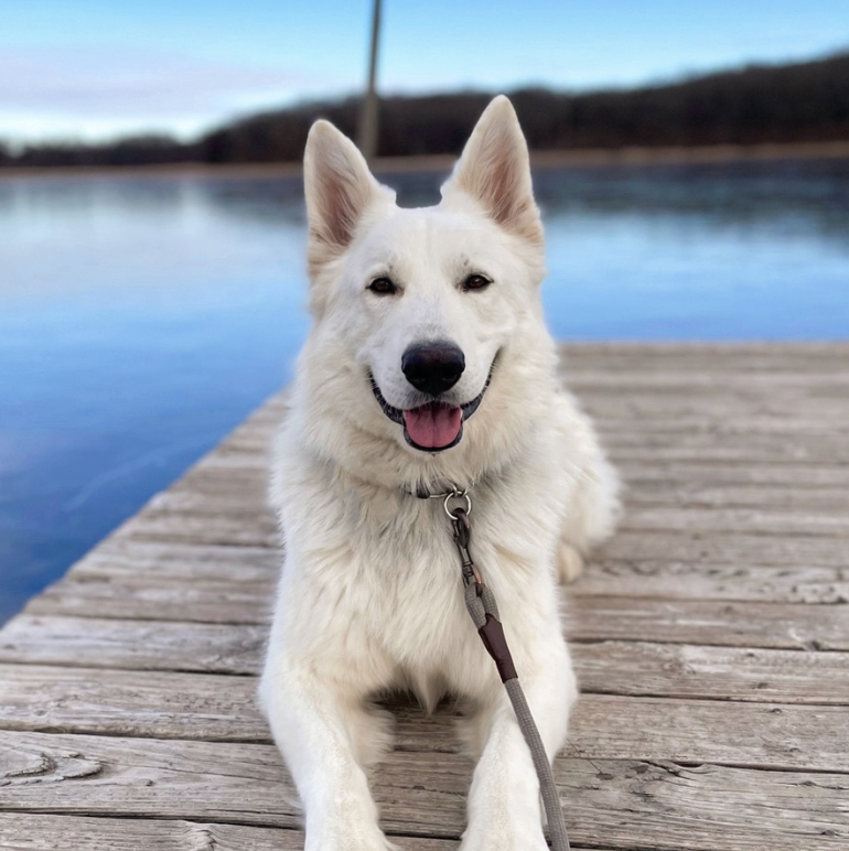 Dog on a Play & Train Adventure! 