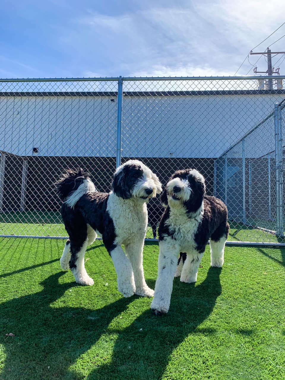 Two dogs playing on luxury turf yards